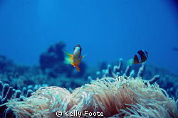 Nikin D70 with Ambient Light, F/4.5 1/350 Shutter by Kelly Foote 